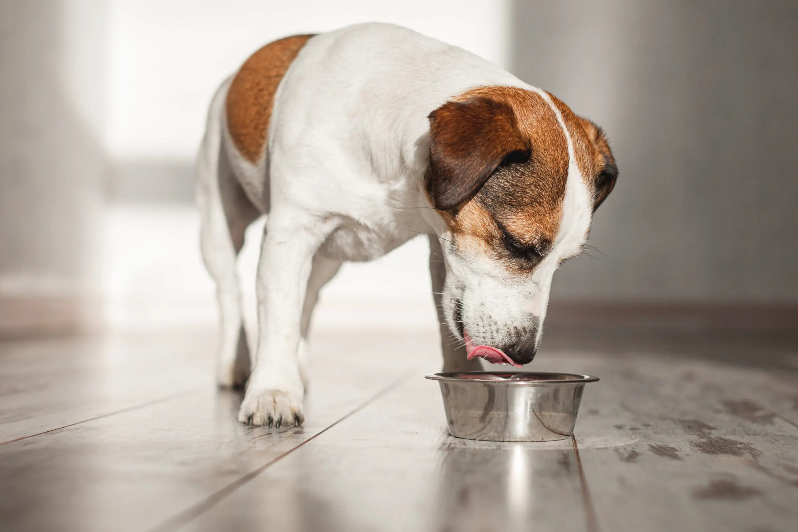 Curd rice is good for dogs hotsell